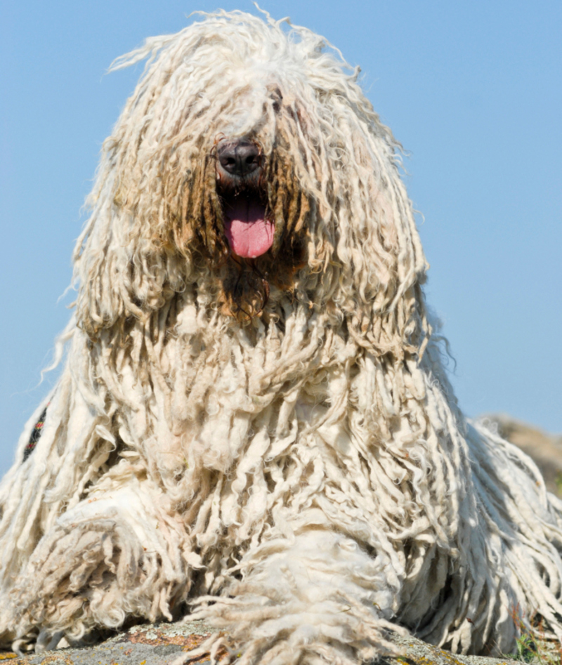 Komondor | Alamy Stock Photo by imageBROKER GmbH & Co. KG