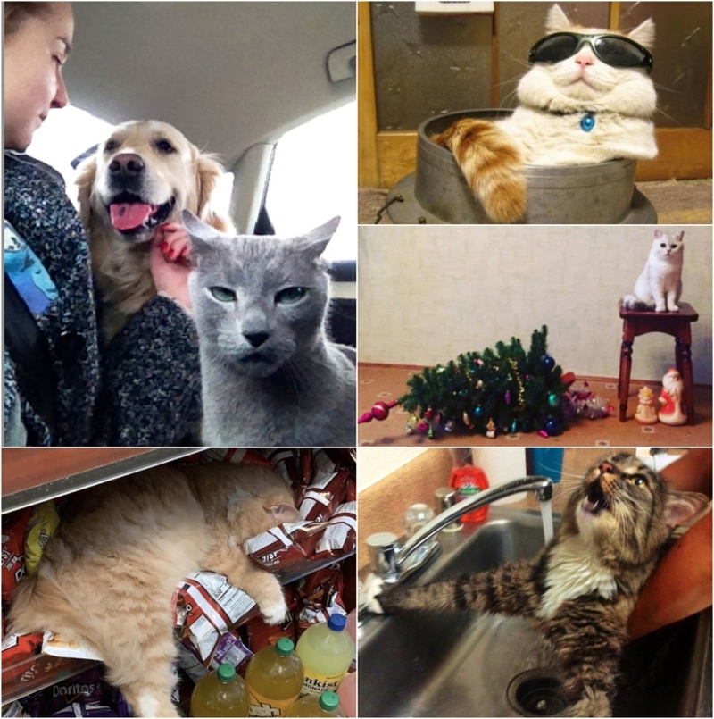 Los gatos les enseñan a los humanos quién manda en estas fotos impagables | Imgur.com/KCRGSx3 & CBUzk & uRPAJcN & sunshinetay & Twitter/@naima