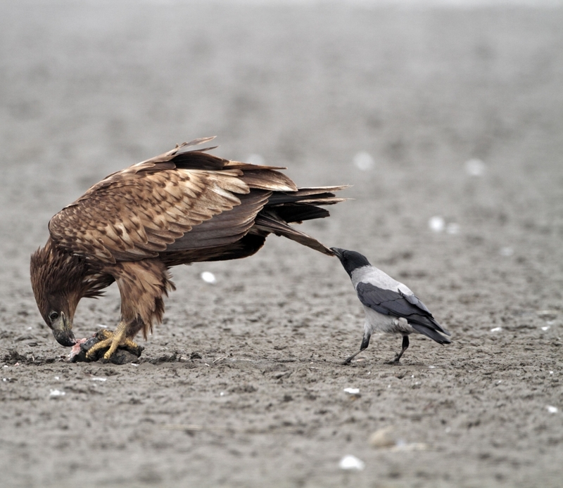 Tomando un Riesgo | Alamy Stock Photo by Wildscotphotos