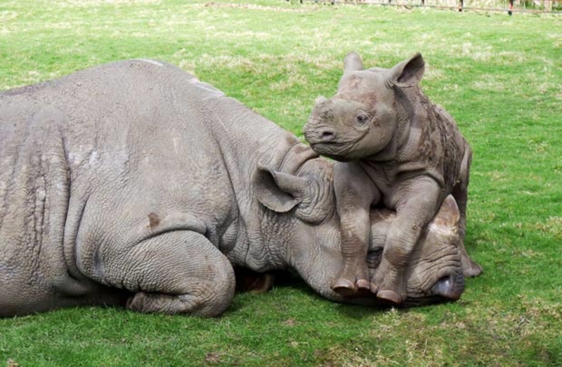 La siesta interrumpida | Imgur.com/WSIjy