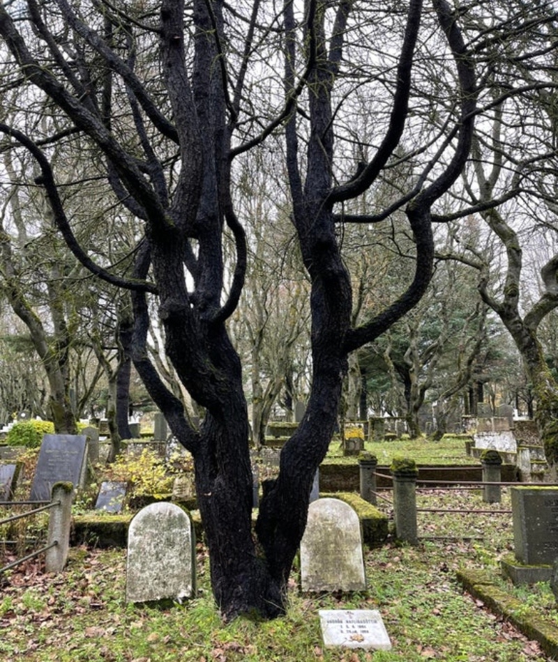 La antigua tradición nórdica de plantar árboles en las tumbas | Reddit.com/Yako_hello_nurse