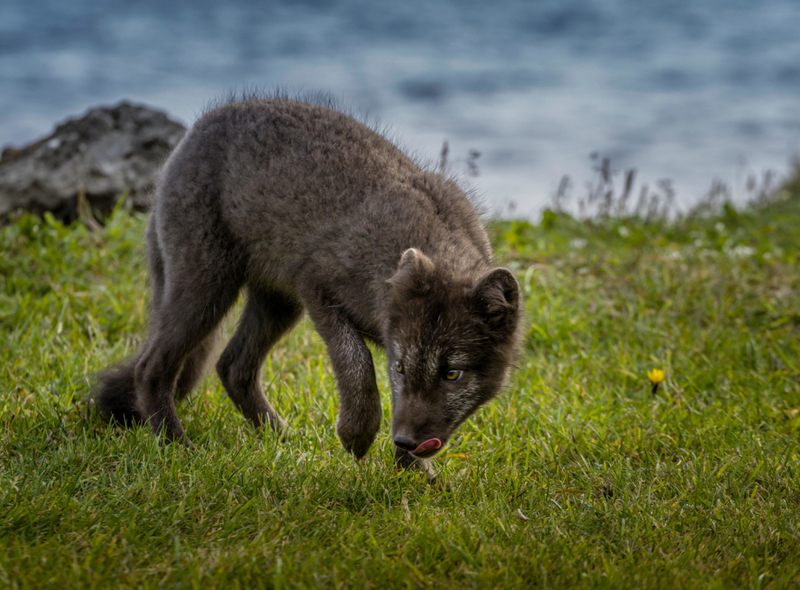 El único mamífero terrestre autóctono de Islandia | Alamy Stock Photo by Ragnar Th Sigurdsson/ARCTIC IMAGES 