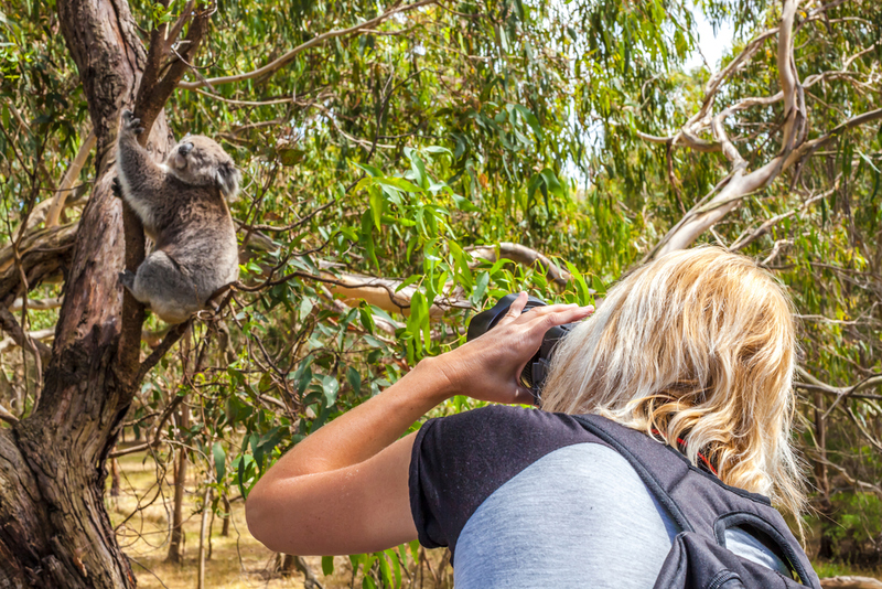 Lo llamas “oso koala” | Shutterstock Photo by Benny Marty