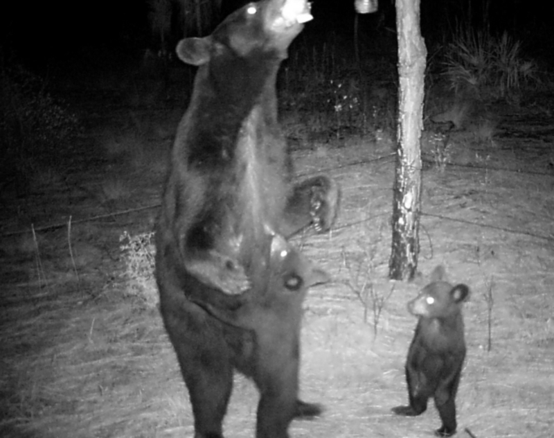 Una mamá osa con sus oseznos | Flickr Photo by FWC Fish and Wildlife Research Institute