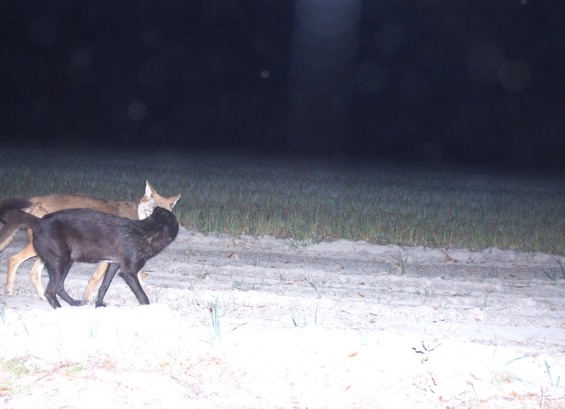 Una pareja de coyotes | Flickr Photo by Florida Fish and Wildlife