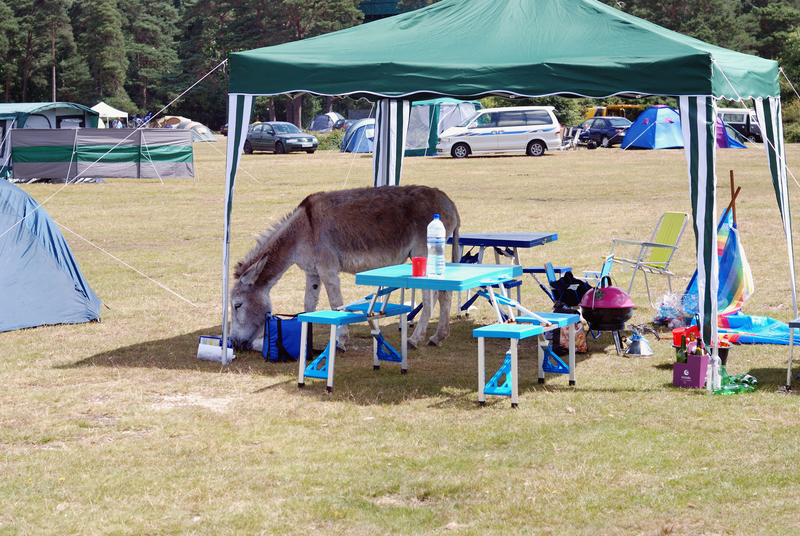 Un burro testarudo | Alamy Stock Photo