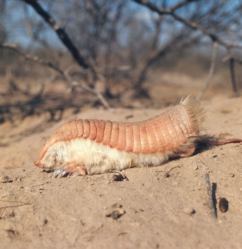 Armadillo hada rosa | Alamy Stock Photo