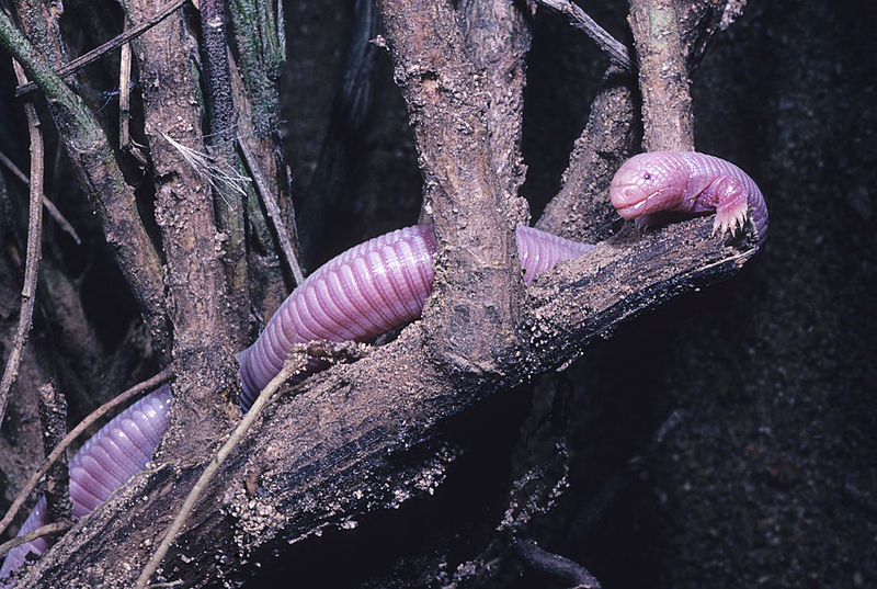 Lagarto topo mexicano | Getty Images Photo by Wild Horizons/Universal Images Group