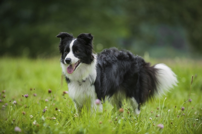 Border Collie | Alamy Stock Photo