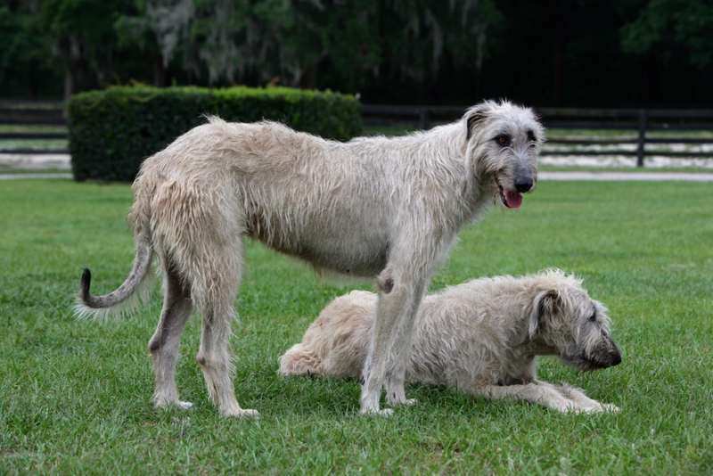 Perro lobo irlandés | Alamy Stock Photo