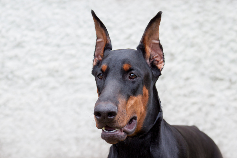 Dóberman pinscher | Alamy Stock Photo