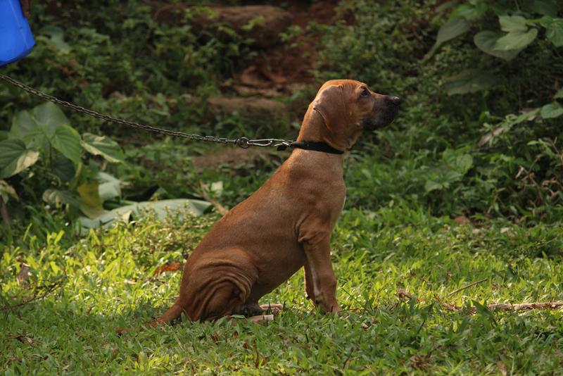 Bully Kutta | Shutterstock