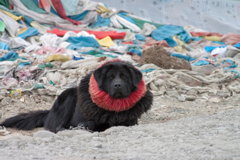 Mastín tibetano | Alamy Stock Photo