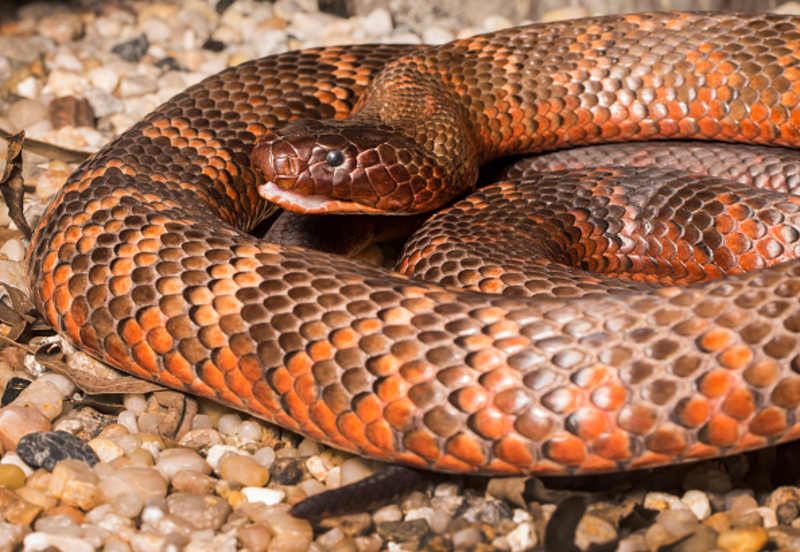 Cobras Coloridas São Mais Perigosas | Getty Images Photo by Jono Searle