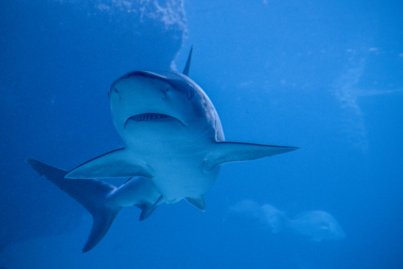 Tubarões Nadando Até Águas Profundas Pode Representar Um Furacão Chegando | Getty Images Photo by Instants