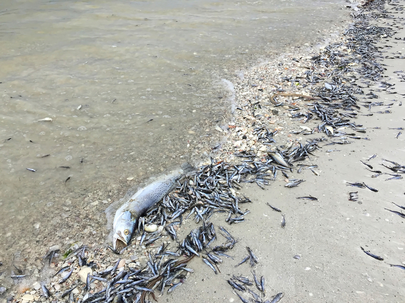Se Você Avistar Peixes Mortos Na Praia, Não Entre No Mar | Shutterstock