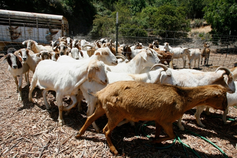 Cabras jardineras | Alamy Stock Photo