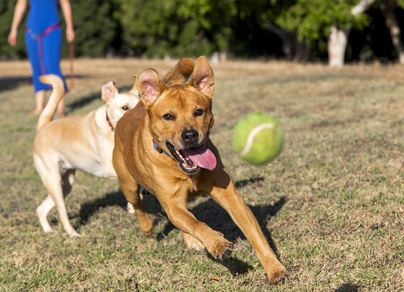 Cães que trabalham como gandulas em jogos | Shutterstock