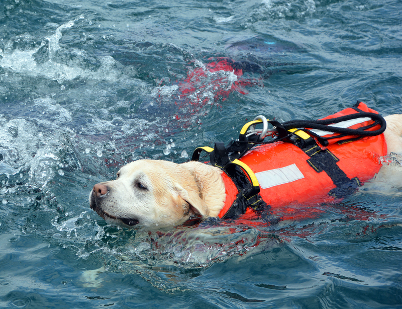 Cães saltam de helicópteros para salvar pessoas | Shutterstock