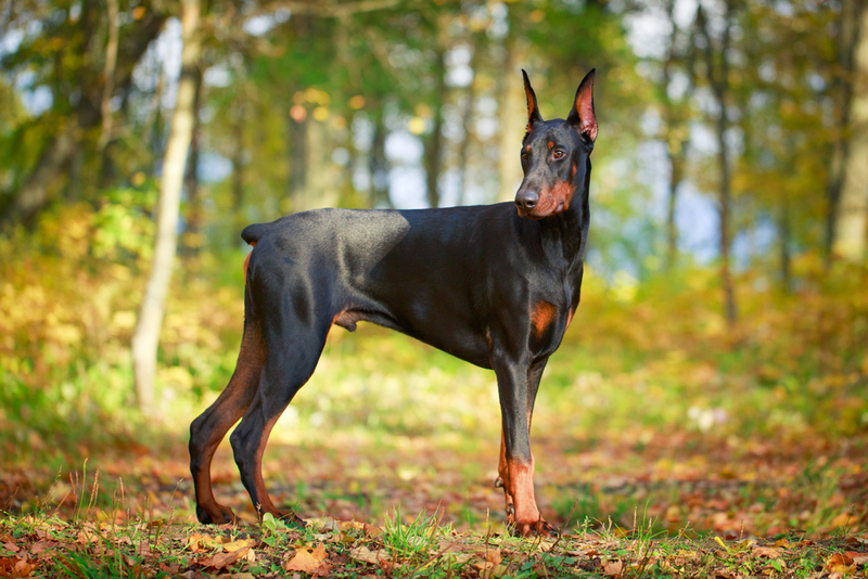 Doberman Pinscher | Shutterstock