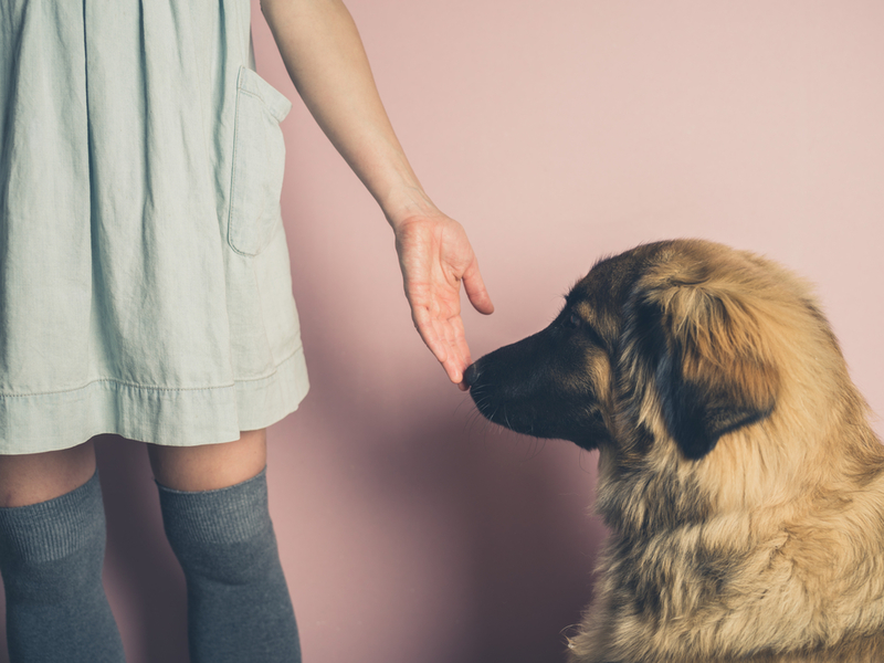 Cães conseguem detectar várias formas de câncer com precisão surpreendentemente alta | Shutterstock