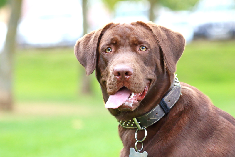 Labrador Retriever | Shutterstock