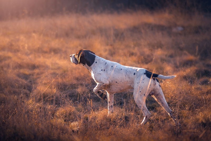 Cães de caça salvam população de aves nativas da Nova Zelândia | Shutterstock