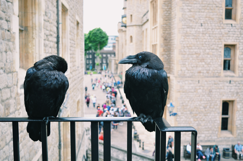 Seis Corvos Devem Viver na Torre de Londres | Getty Images Photo by Keren Sequeira / EyeEm