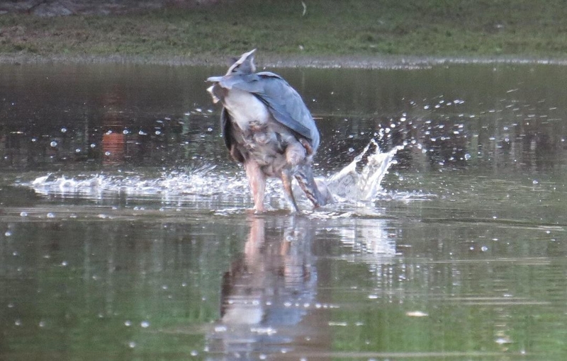 Close da cloaca — Frente e Centro | Instagram/@canoeinsue