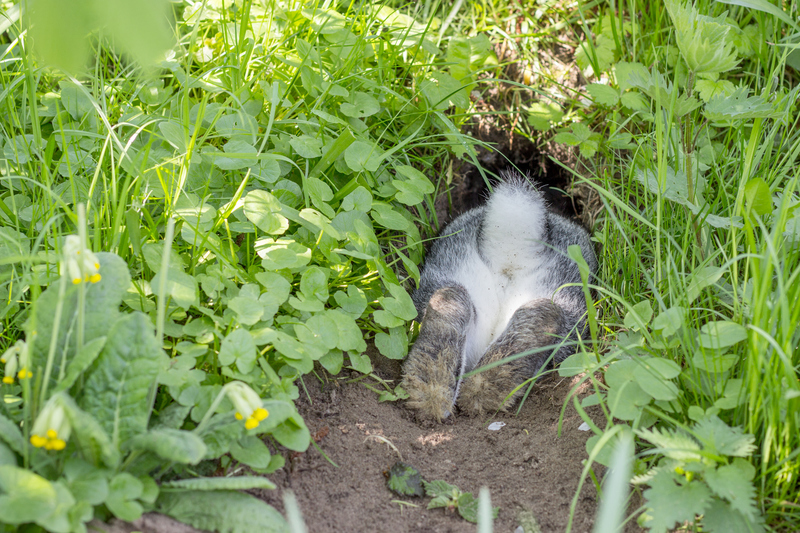 Para aonde mais um coelho iria? | Getty Images Photo by coramueller