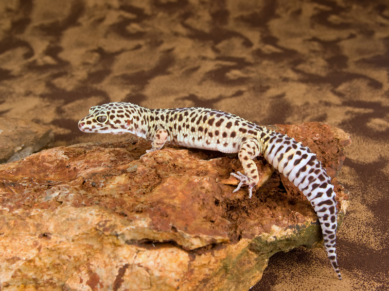 Lagartixa Leopardo | Shutterstock Photo by Lynn Currie