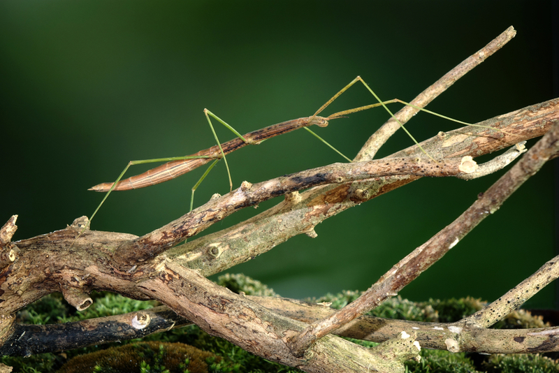 Bicho-pau | Shutterstock Photo by Mark Brandon