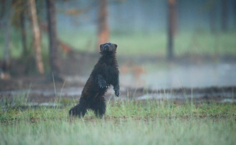 O verdadeiro Wolverine | Alamy Stock Photo by Nature Picture Library/Wild Wonders of Europe/Widstrand