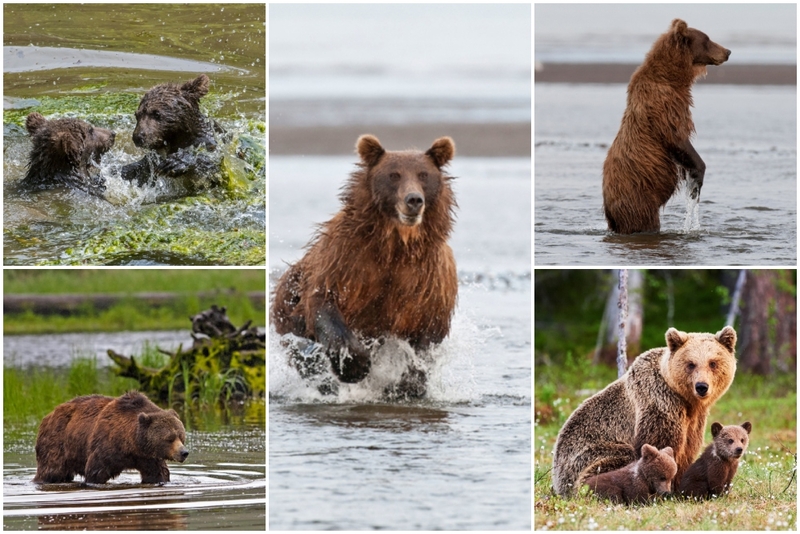 A Incrível História de uma Mamãe Ursa Forçada a Deixar Seus Filhotes para Se Afogar | Alamy Stock Photo & Shutterstock