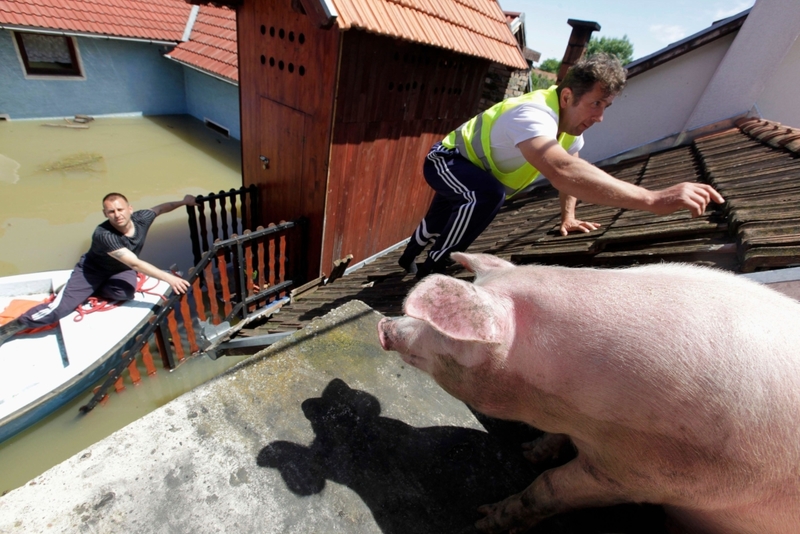 Salvando um Porco em um Telhado | Alamy Stock Photo