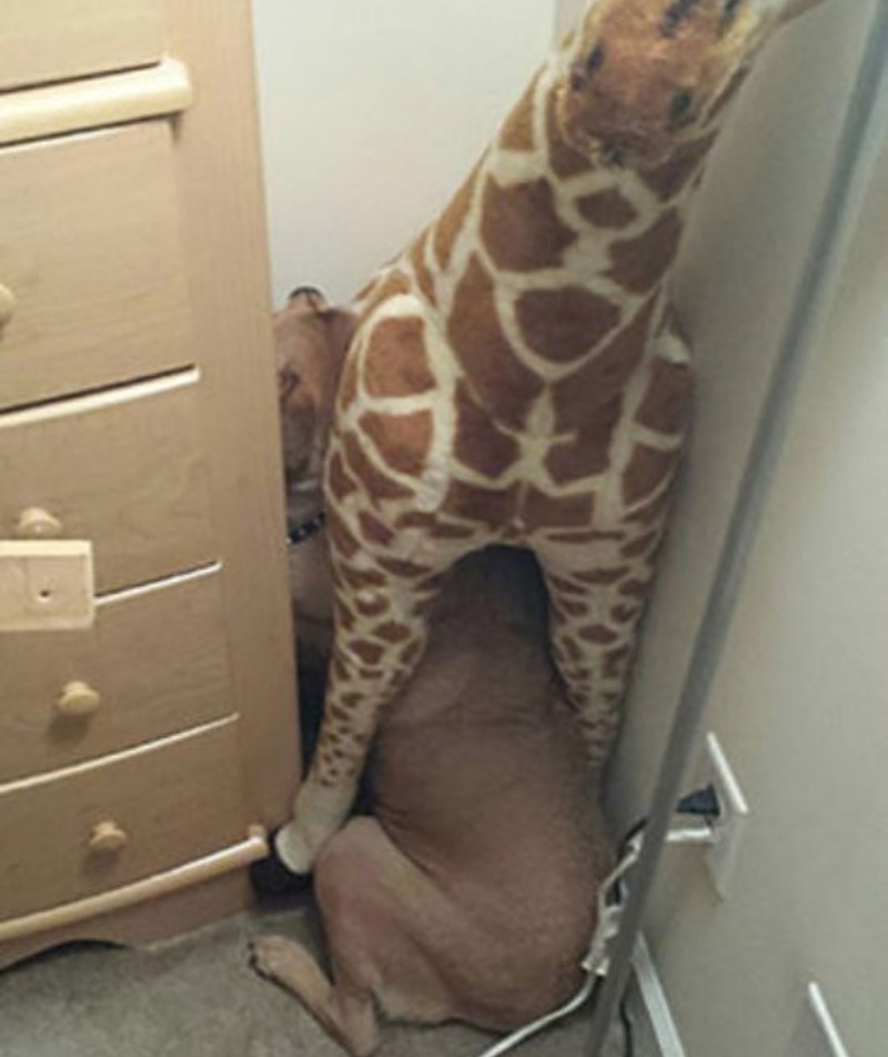 Ninguém me encontrará debaixo da minha girafa de estimação! | Imgur.com/eFOi0R1