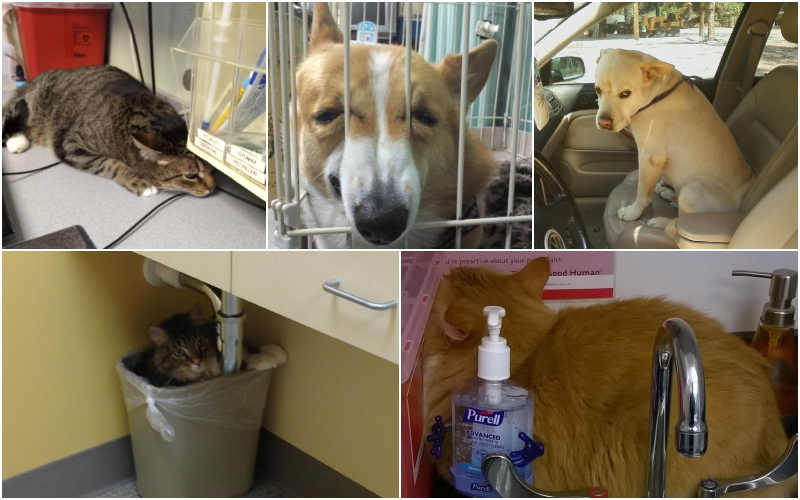 Fotos mais engraçadas e cativantes de pets com medo do veterinário | Imgur.com/OBleCyV & H8zFSCt & 8fZTg & 4USdbnO & wfu8Q3G