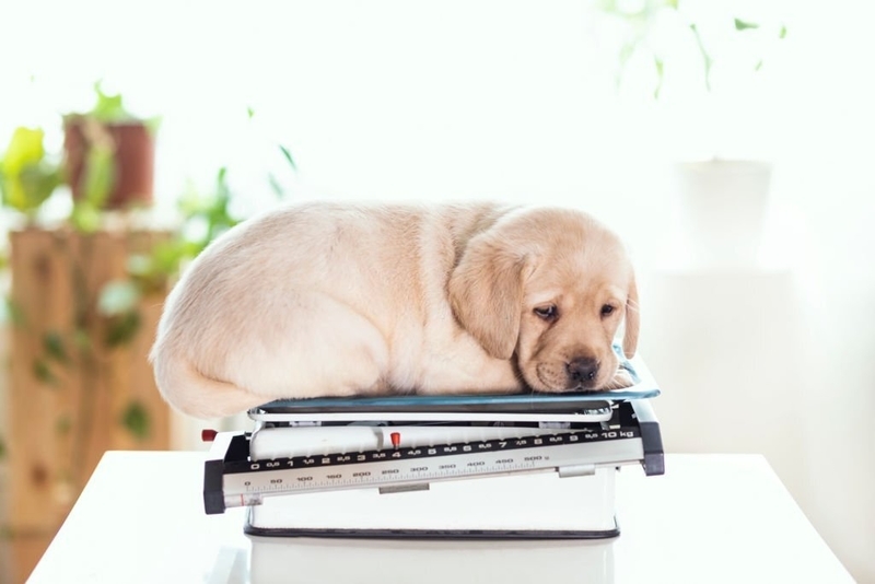 Aqui não é o petshop | Getty Images Photo by Vesnaandjic