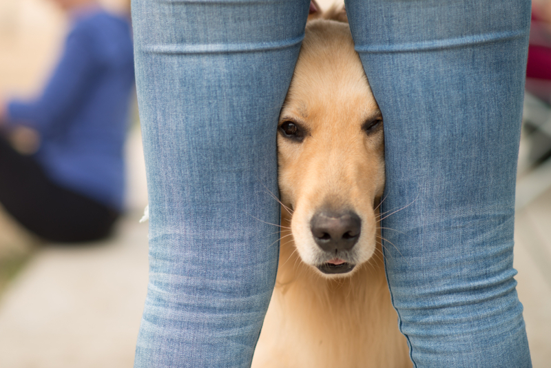 Você acha que eles estão vendo? | Adobe Stock Photo by presidentk52