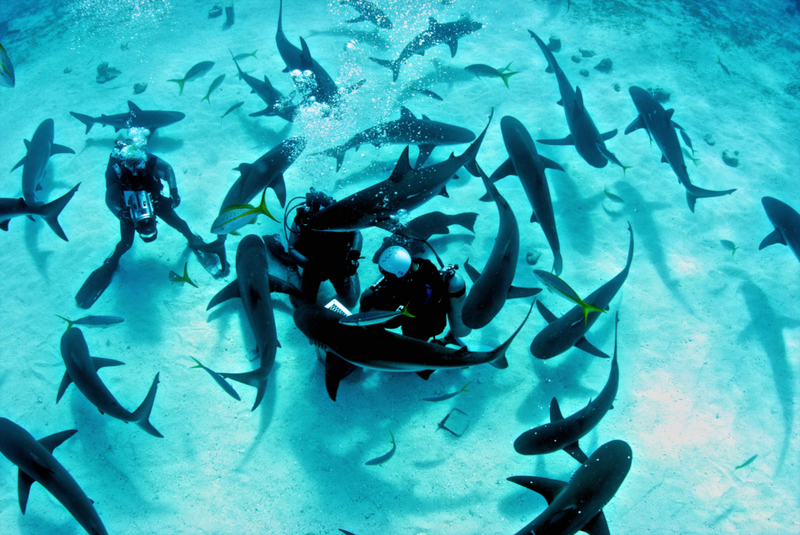 NADANDO COM OS TUBARÕES | Alamy Stock Photo by Amanda Nicholls/Stocktrek Images