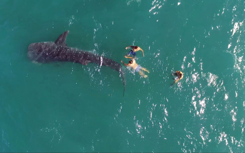 NADANDO COM A VIDA MARINHA | Getty Images Photo by RICARDO VALENZUELA/AFP