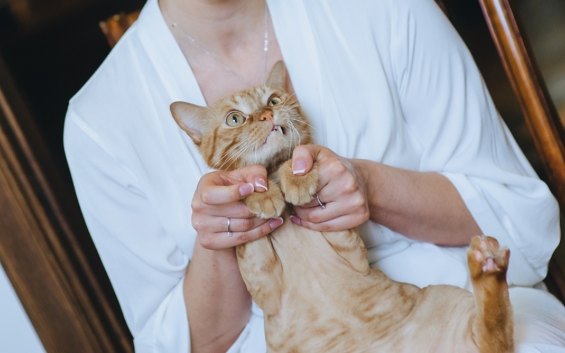 Não me carregue | Shutterstock Photo by Shchus