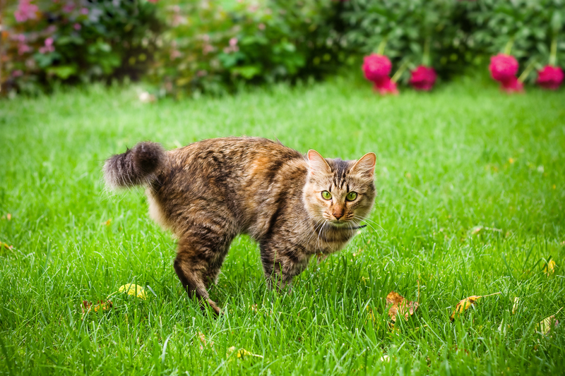 Gatos fujões | Shutterstock Photo by YuliaPodlesnova