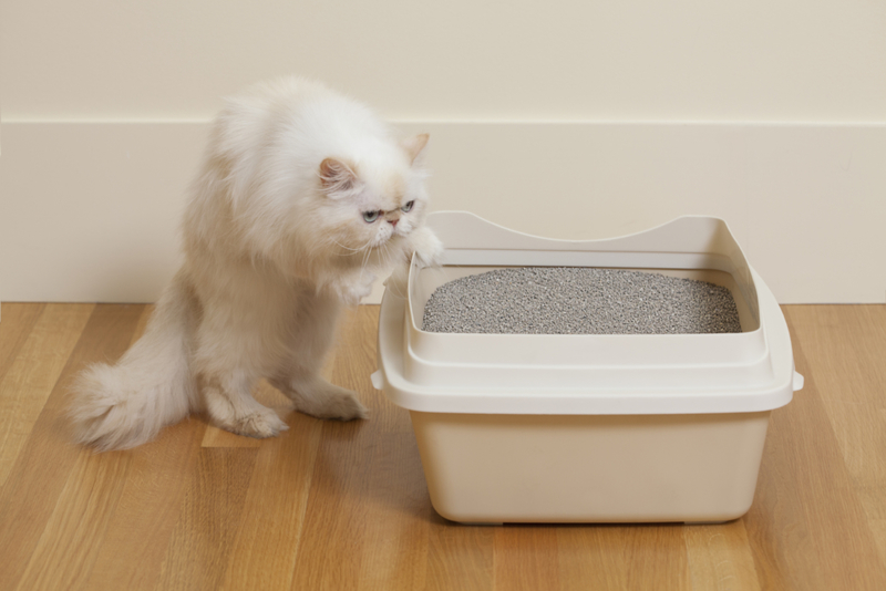 Quando o gato não esconde... | Getty Images Photo by GK Hart/Vikki Hart