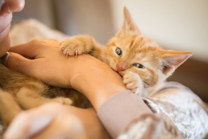 Mordidas de amor | Getty Images Photo by Neil Petersen/EyeEm