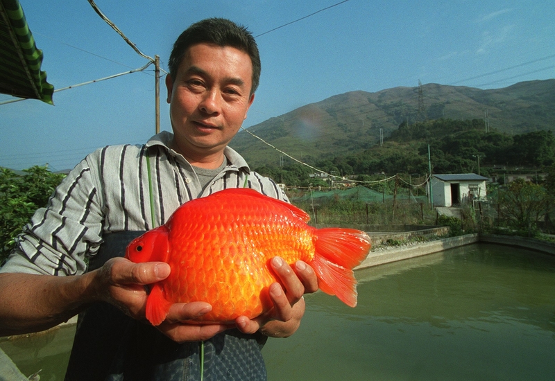 O Peixe Dourado Gigante | Getty Images Photo by OLIVER TSANG/South China Morning Post