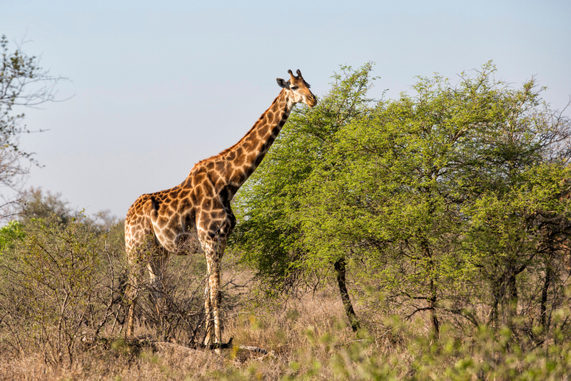 Girafas tão altas quanto uma casa | Shutterstock