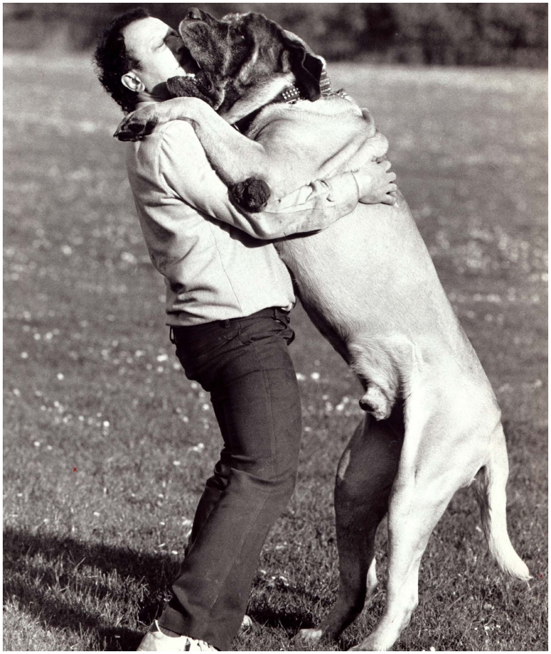 Zorba, o Mastim Inglês Gigante | Alamy Stock Photo