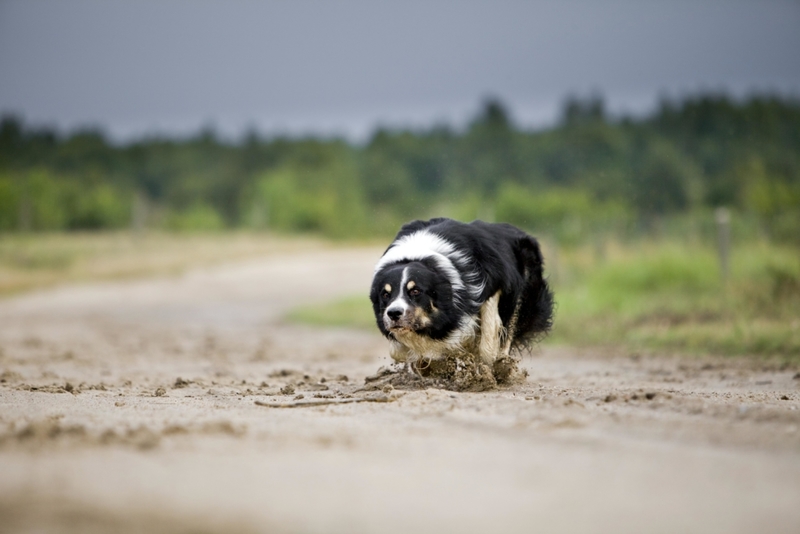 Se Agachar | Shutterstock Photo by Meike Engels/imageBROKER