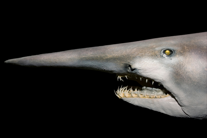 Tubarão-duende | Alamy Stock Photo